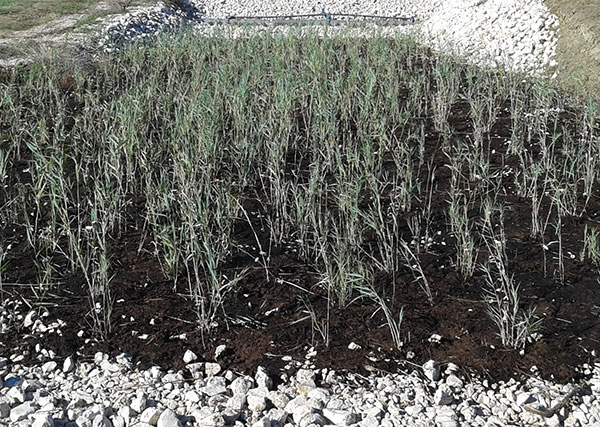 Depurazione con sistemi di fitodepurazione